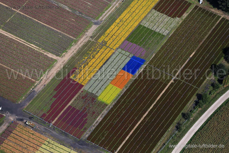 Luftaufnahme Blumenfeld in Cadolzburg | Mittelfranken, Bayern