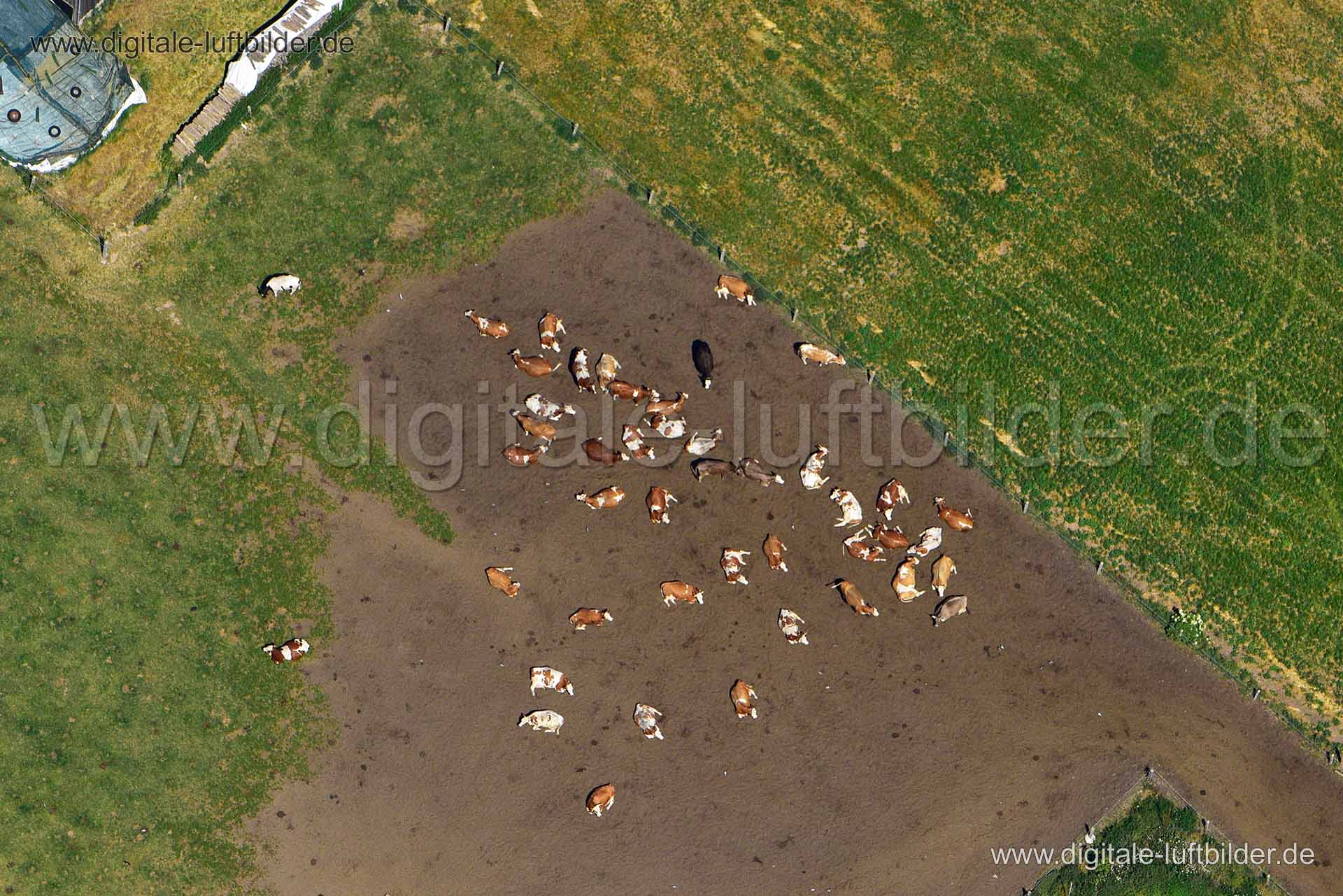 Luftaufnahme Kuhweide in Fürth | Mittelfranken, Bayern