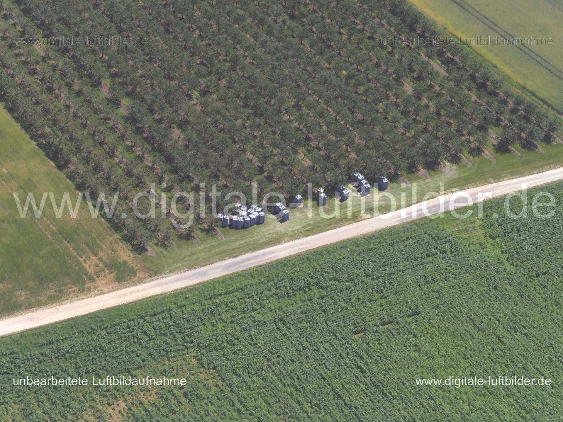 Luftaufnahme Obstbäume bei Mainz in Mainz | Mainz, Rheinland-Pfalz